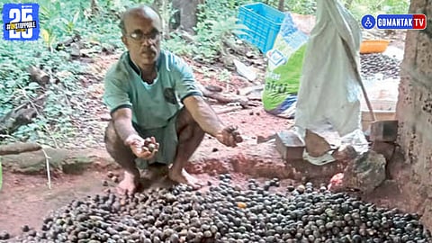 Crop Damage Goa
