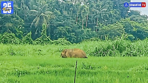 Elephant In Goa