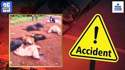 11 cows killed in Goa accident | Cattle accident Goa news