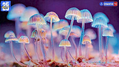 Bioluminescent fungi goa