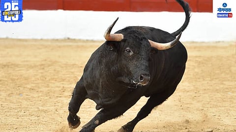 Bull Attack Death