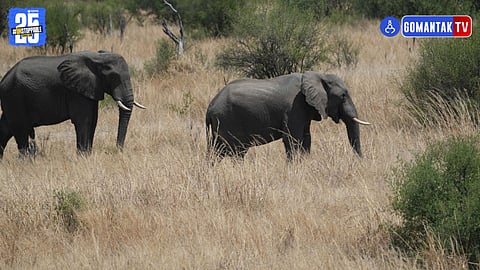 Omkar Elephant, Elephant In Goa