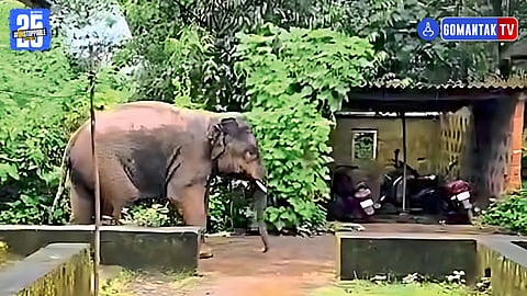 Omkar Elephant