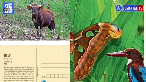 Goa Biodiversity Postcards