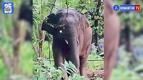 Omkar Elephant Update
