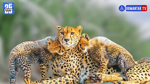 Mukhi cheetah female