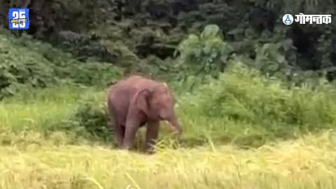 Omkar Elephant Goa