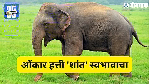 Omkar Elephant