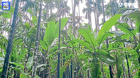 Goa Sattari farming problem