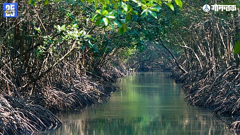 Mangrove ecosystem benefits