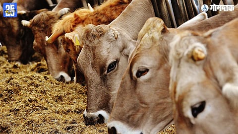 Indian cow milk hypocrisy