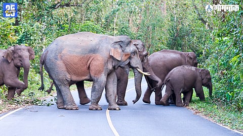 Goa border elephants