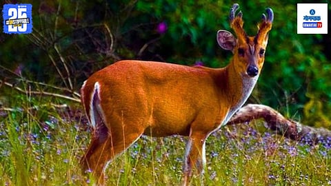 Bondla Wildlife Sanctuary to Get New Animals After 12 Years