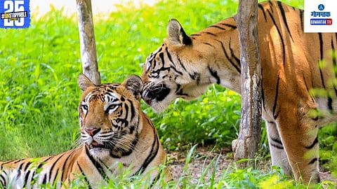 Goa Tiger Reserve Controversy