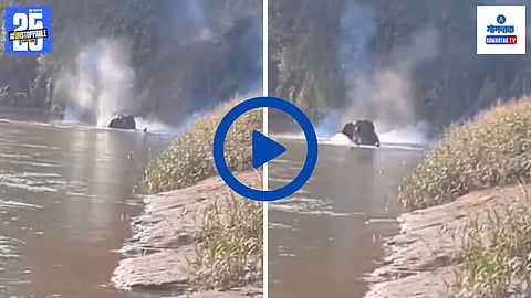 Goa Maharashtra animal cruelty news