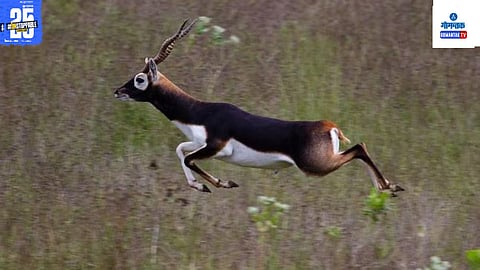 28 Blackbucks Die In Belagavi Zoo