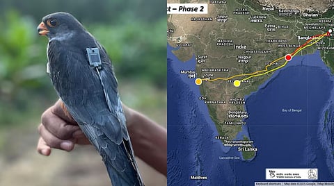 Amur Falcon Migration