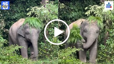 Elephant Viral Video