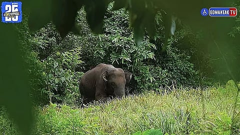 Omkar Elephant