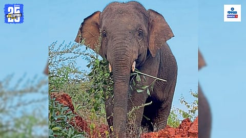 Omkar Elephant