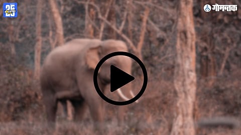 Omkar Elephant Latest News