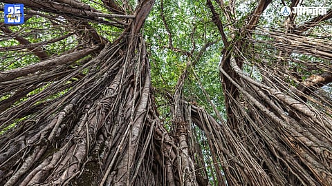 Partgali jivottam math banyan tree