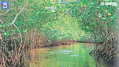 Goa mangroves: