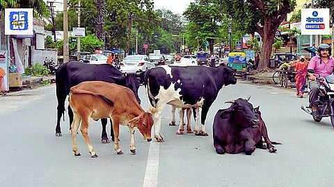 Stray Cattles Valpoi