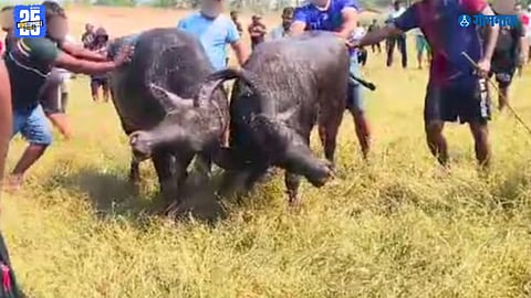 Colva dhirio controversy