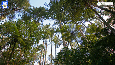 Native Trees in India