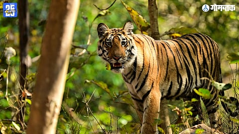 Goa Tiger Reserve notification controversy