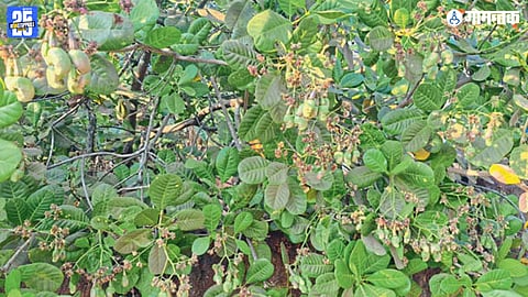 Bicholim Agriculture