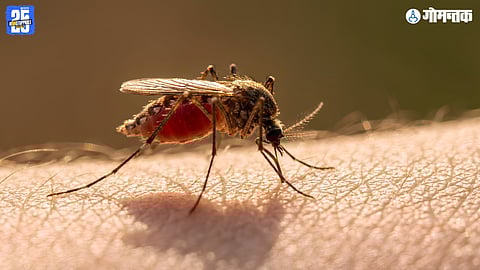 Goa Dengue Malaria Cases