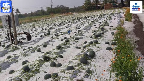 Goa Crop Damage 2025