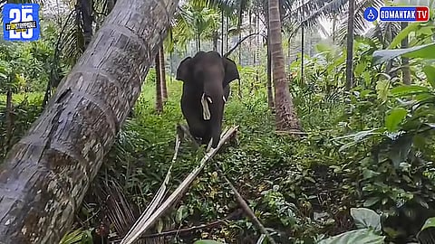 Omkar Elephant Update