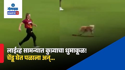 Viral cricket video