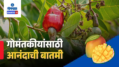 Goa cashew production, Goa mango crop