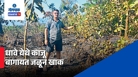 Cashew Plantation Fire