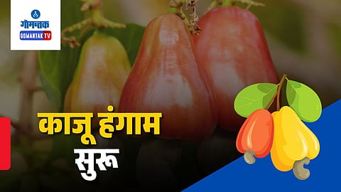 Goa Cashew Season 2026