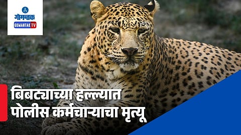 Goa Leopard Attack