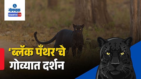 Black Panther goa