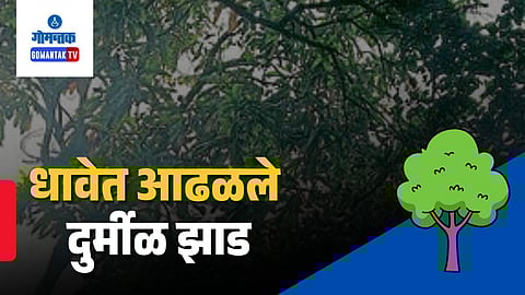 valpoi sattari dhave bibati trees