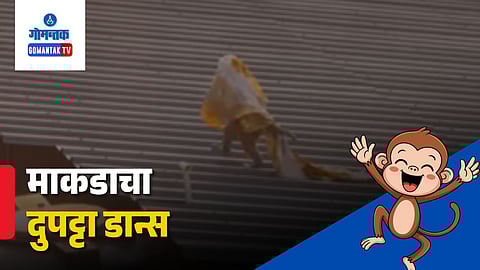 Shimla Monkey Dupatta Video