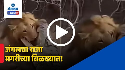 Lion vs crocodile who wins viral video