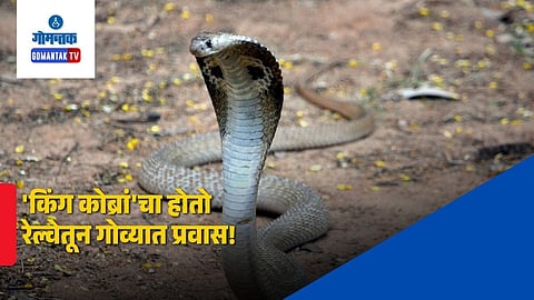 King Cobra in Goa Train Research