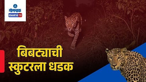 Karapur Leopard Accident | Goa Leopard Accident