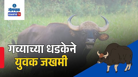 Gaur Attack In Sanguem Goa