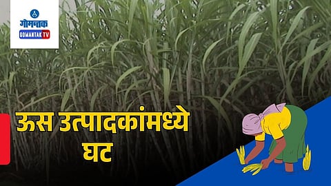 Goa sugarcane farmers decline
