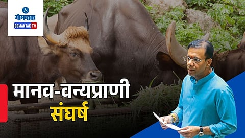 Goa Wildlife Conflict