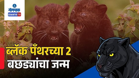 Black panther in borim goa